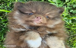 Pomeranian dogs for sale: Rosa - Image 4