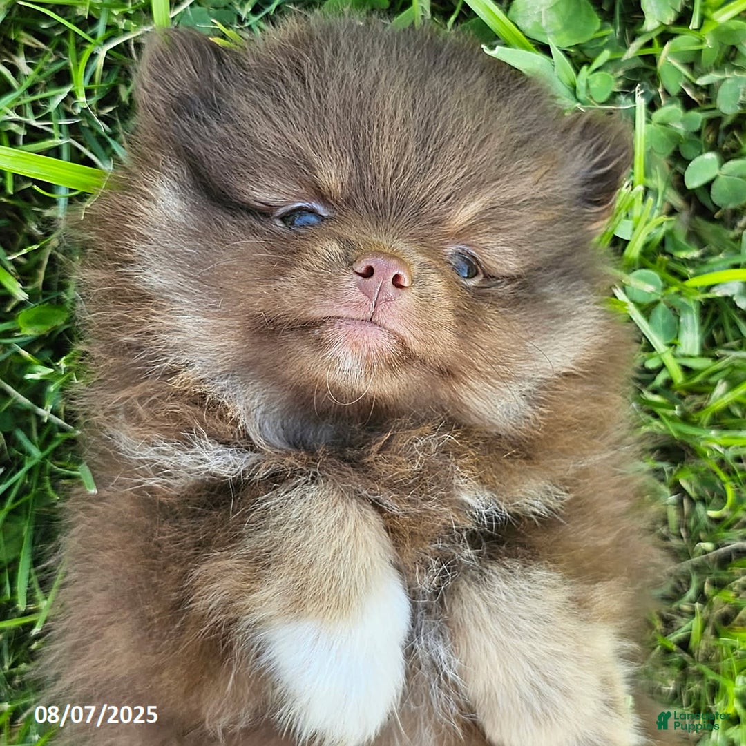 Pomeranian dogs for sale: Rosa - Image 4