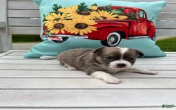 Chihuahua dogs for sale: Case - Image 3