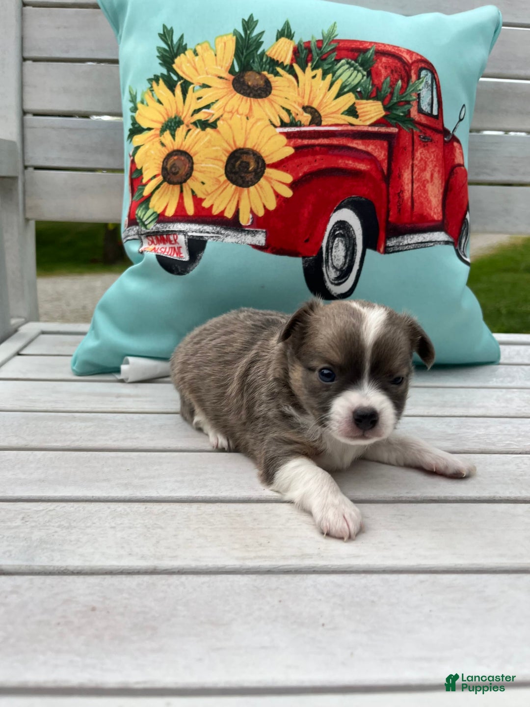 Chihuahua dogs for sale: Case - Image 3