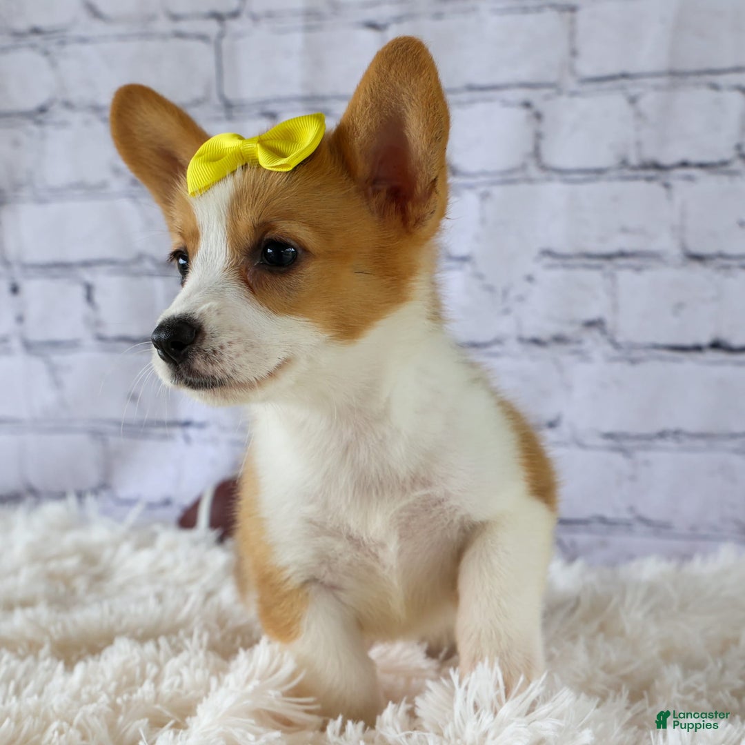 Welsh Corgi Pembroke dogs for sale: Lacey - Image 14