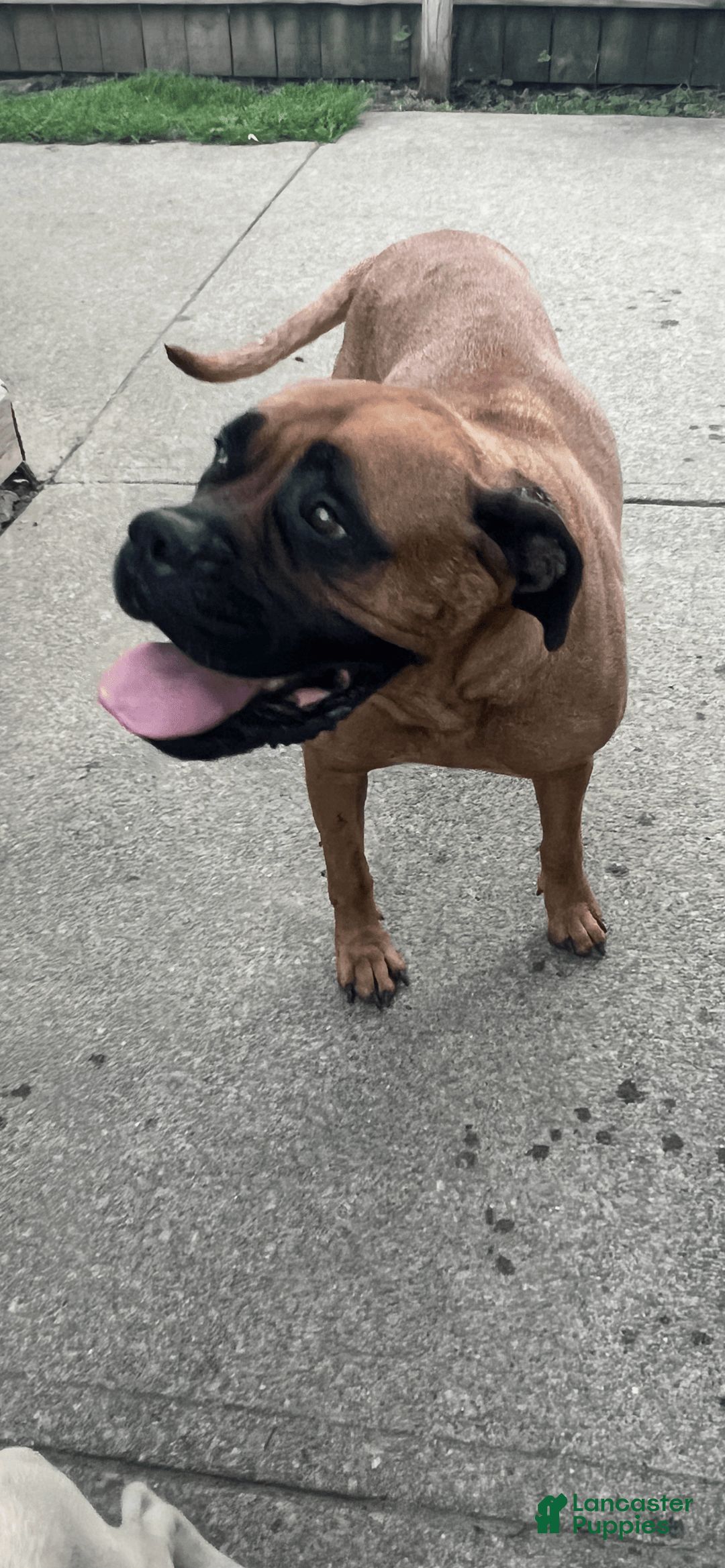 Bullmastiff dogs for sale: Josie - Image 5