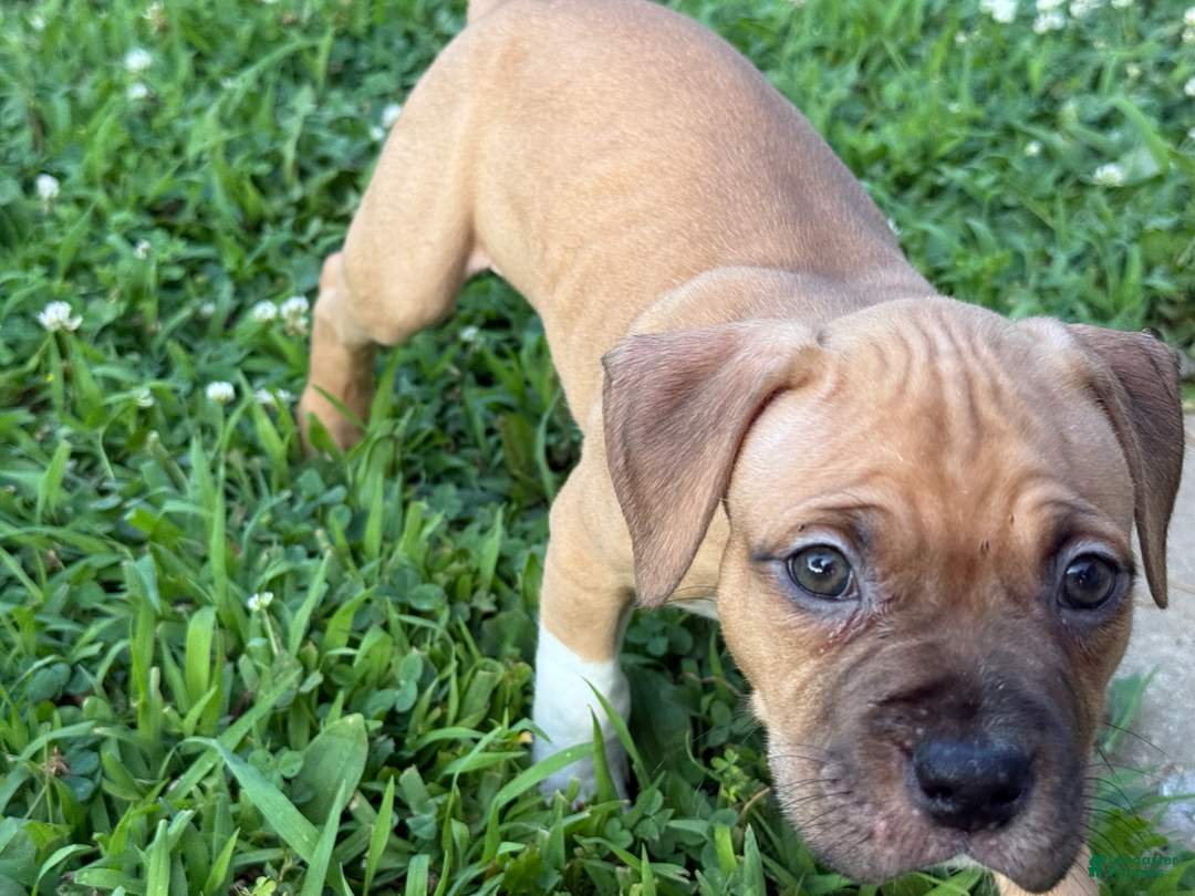 American Pit Bull Terrier dogs for sale: Spice - Image 20