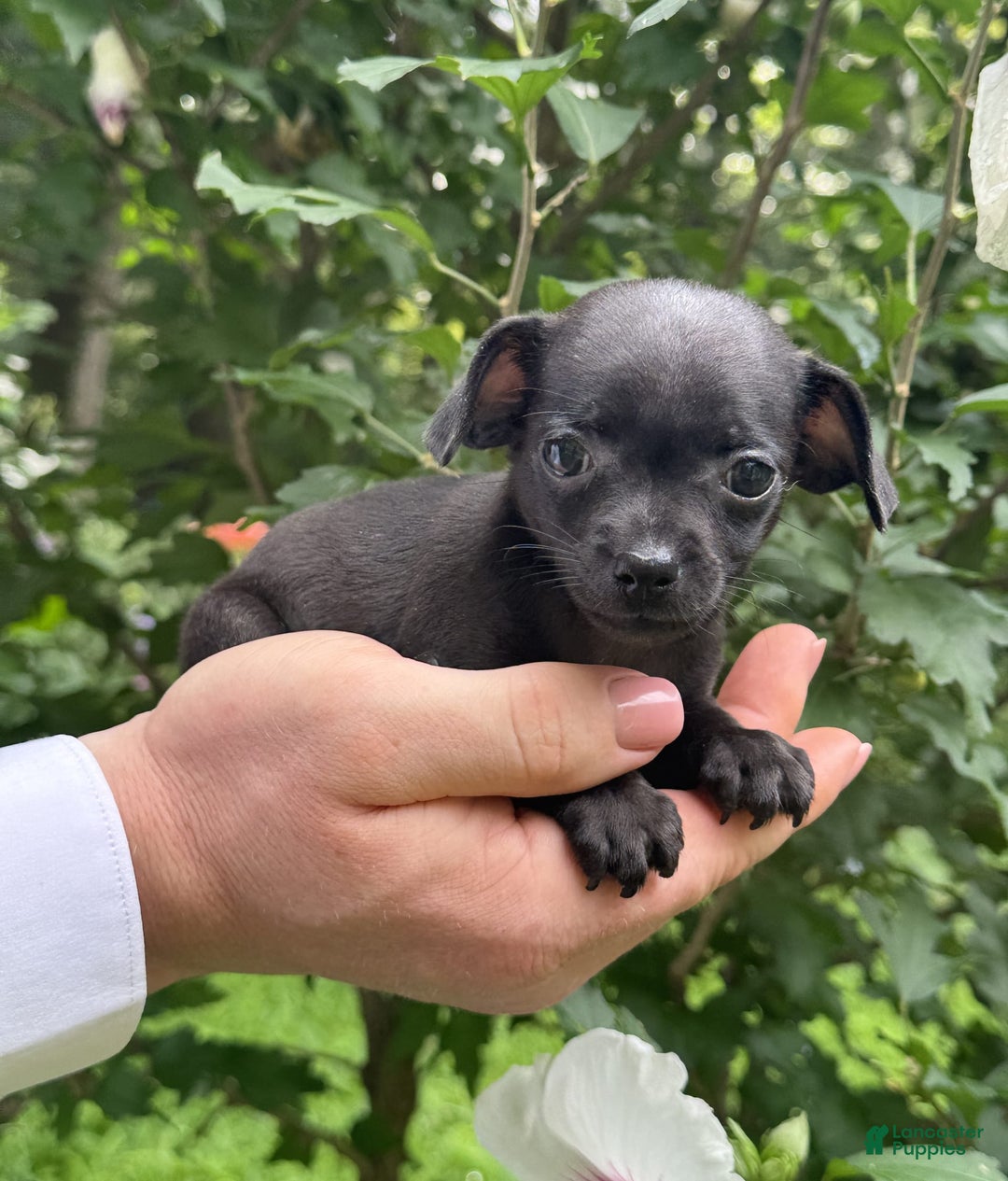Chihuahua dogs for sale: Black Pearl - Image 5