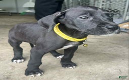 Great Dane dogs for sale: Bolt - Image 1