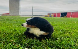 Bernese Mountain Dog dogs for sale: Graciana - Image 3