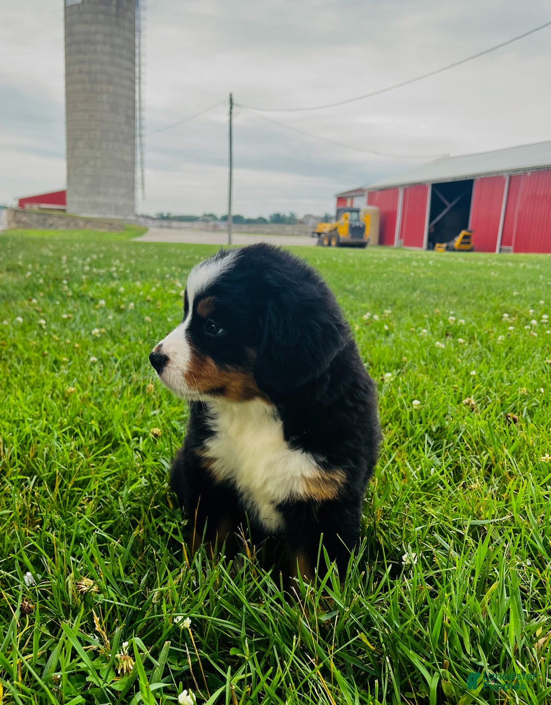 Bernese Mountain Dog dogs for sale: Graciana - Image 3