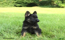 German Shepherd dogs for sale: German Shepherd 8 puppies - Image 16