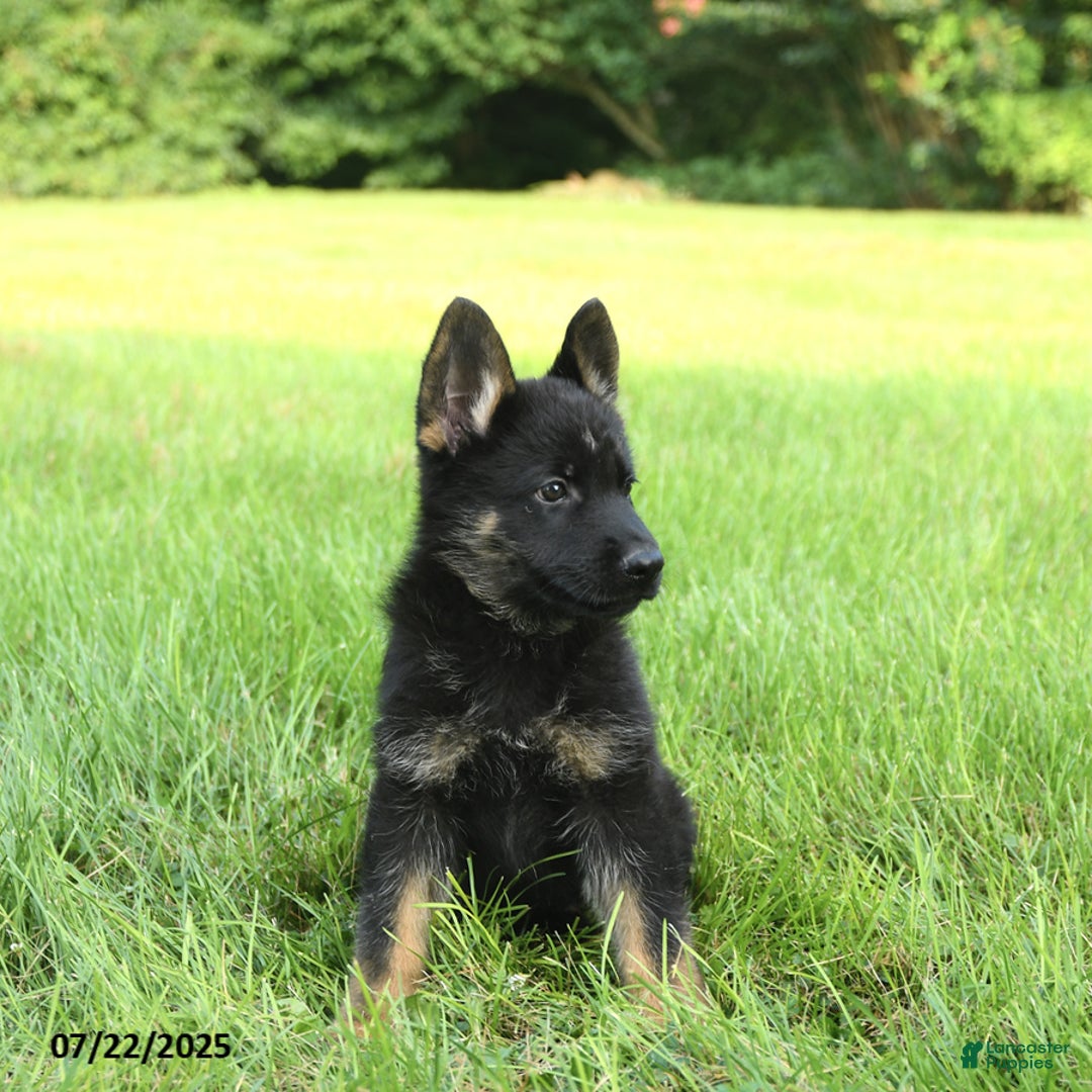 German Shepherd dogs for sale: German Shepherd 8 puppies - Image 16