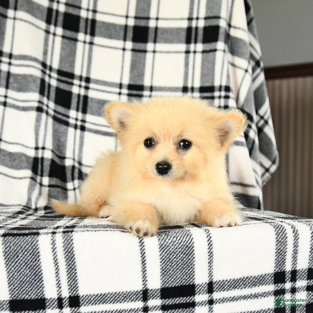 Pomeranian dogs for sale: Charlie - Image 2