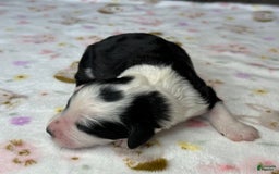 Sheepadoodle dogs for sale: Willow - Image 3