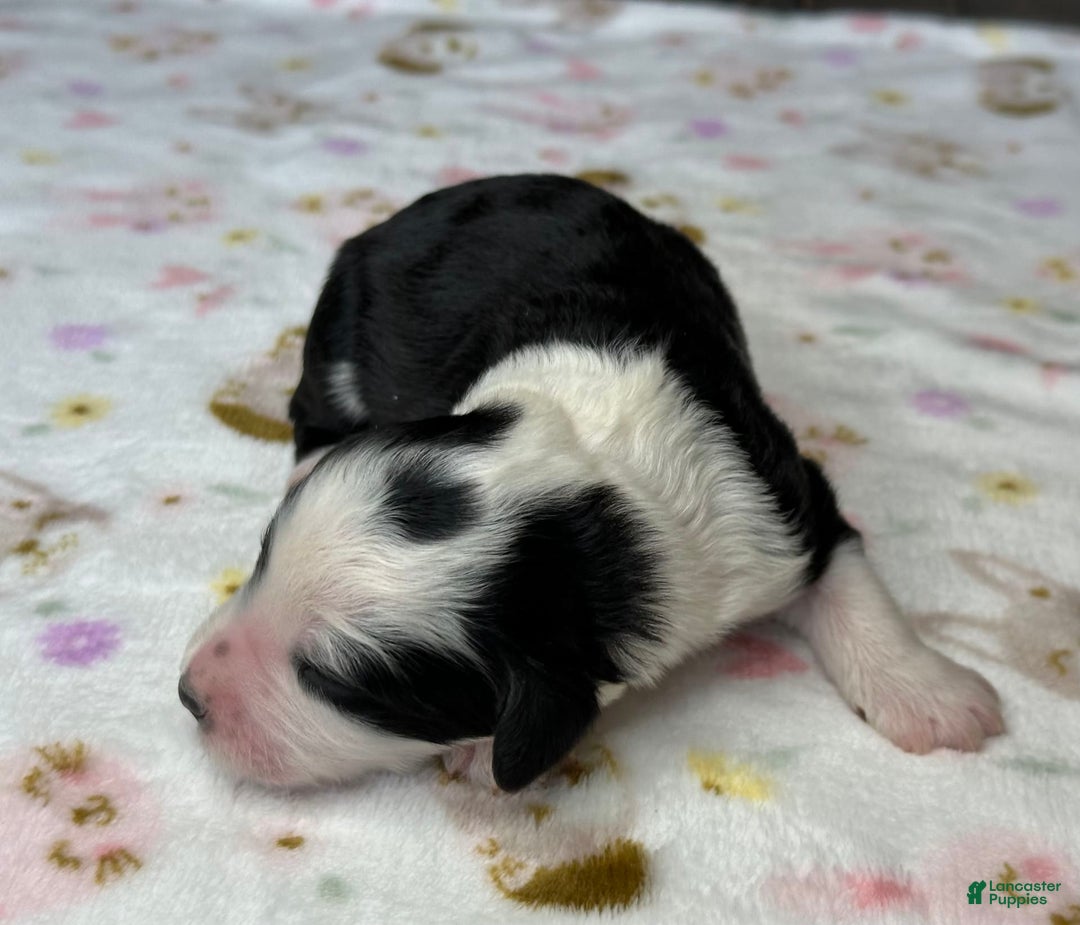 Sheepadoodle dogs for sale: Willow - Image 3