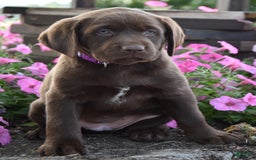 Labrador Retriever dogs for sale: Cindy - Image 2
