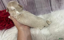 Shih Tzu dogs for sale: Peter - Image 1