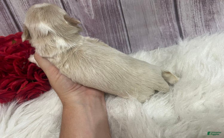 Shih Tzu dogs for sale - Ad 5