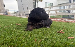Bernedoodle dogs for sale: 13 - Image 5