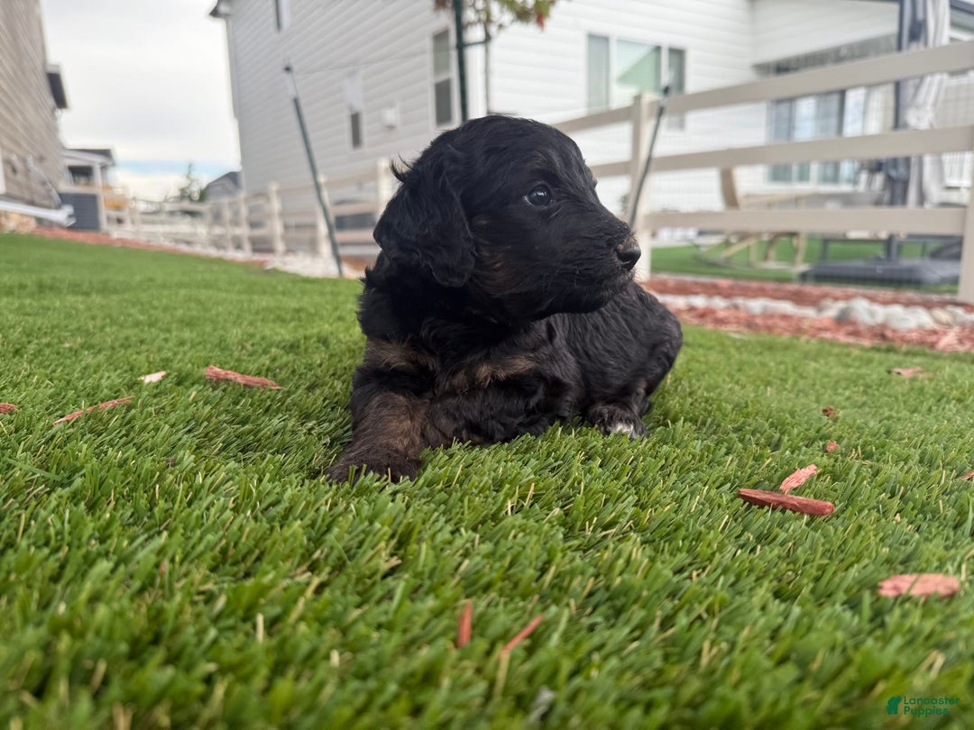 Bernedoodle dogs for sale: 13 - Image 5