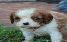 Cavalier King Charles Spaniel dogs for sale: Cavalier King Charles Spaniel 4 puppies - Image 4