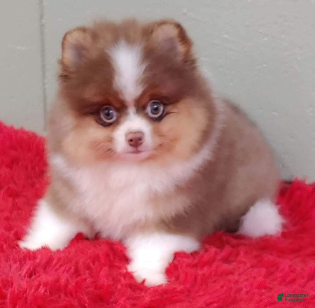 Pomeranian dogs for sale: Chewy - Image 2