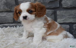 Cavalier King Charles Spaniel dogs for sale: Bentley - Image 4