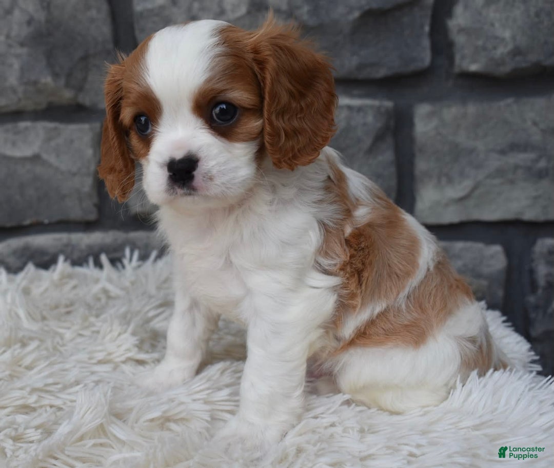 Cavalier King Charles Spaniel dogs for sale: Bentley - Image 4