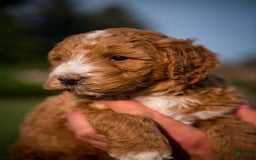 Goldendoodle dogs for sale: Janelle - Image 13