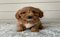  dogs for sale: Mini Goldendoodle 7 puppies - Image 16