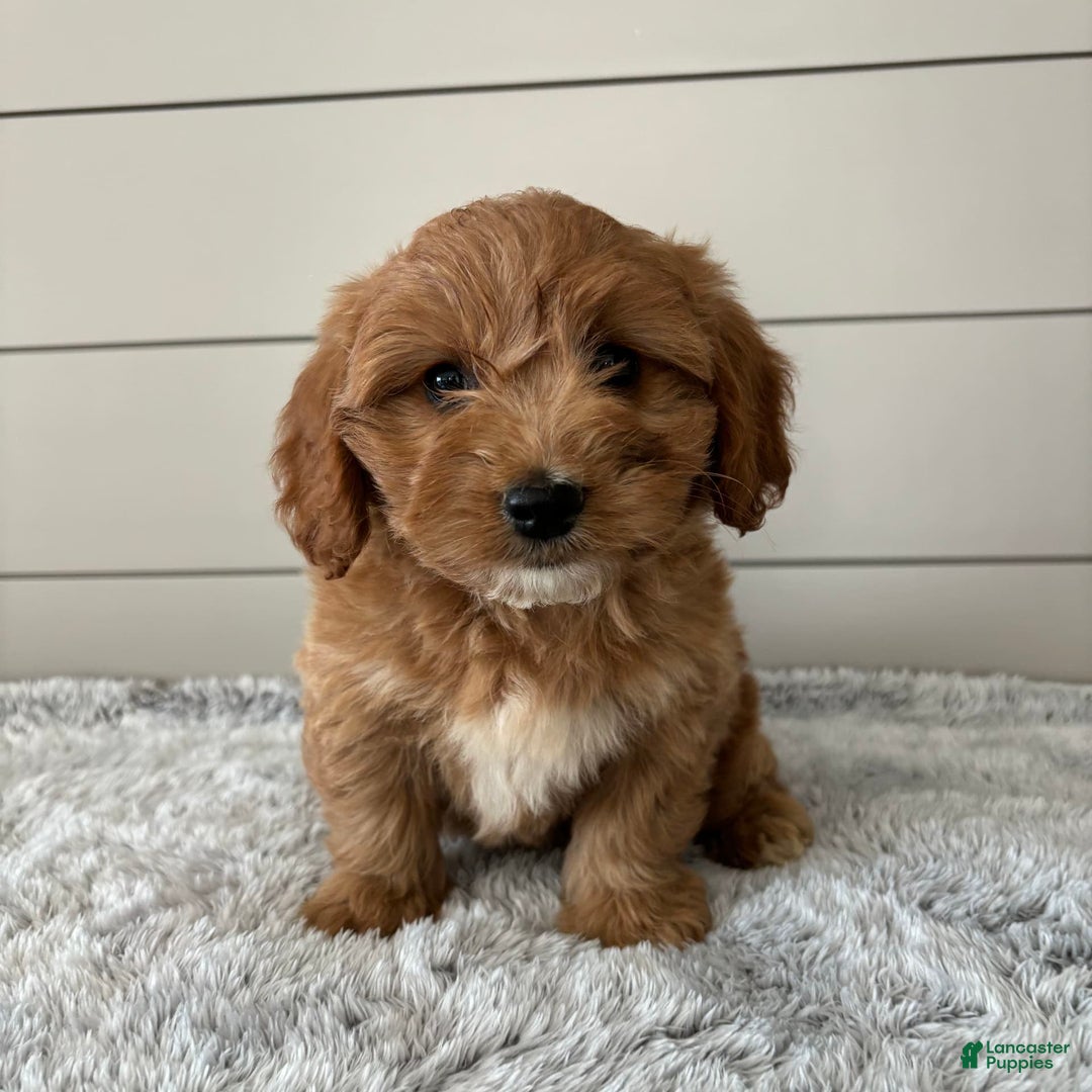  dogs for sale: Mini Goldendoodle 7 puppies - Image 16