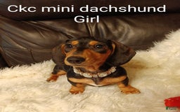 Miniature Dachshund dogs for sale: Lilly - Image 4