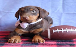 Doberman Pinscher dogs for sale: Daisy - Image 11
