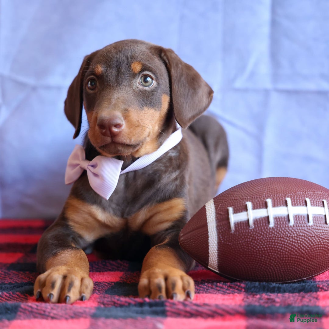 Doberman Pinscher dogs for sale: Daisy - Image 11