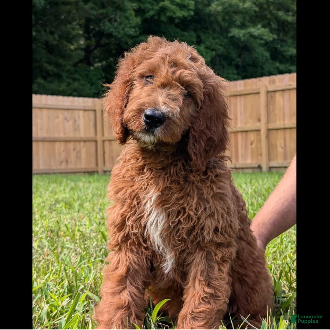 Irish Doodle dogs for sale: Viper - Image 2