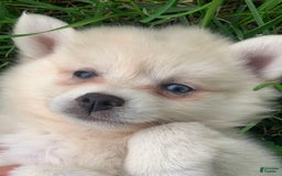 Alaskan Klee Kai dogs for sale: Fluffy Lil Tiki - Image 7