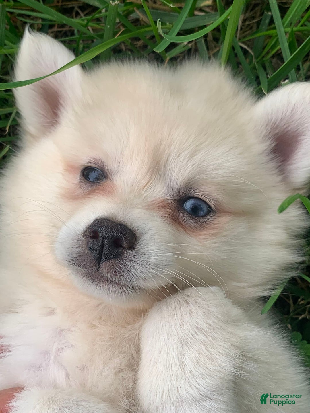 Alaskan Klee Kai dogs for sale: Fluffy Lil Tiki - Image 7