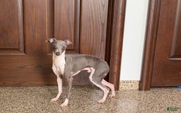 Italian Greyhound dogs for sale: Clayton - Image 6