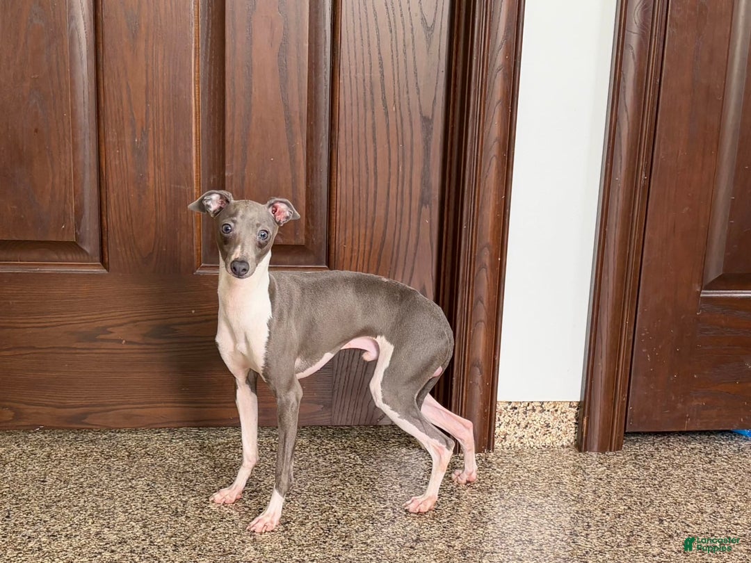 Italian Greyhound dogs for sale: Clayton - Image 6