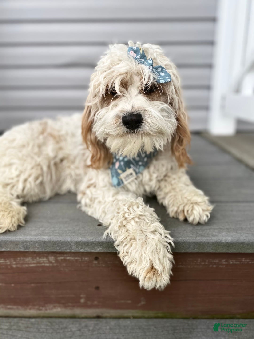 Cavapoo dogs for sale: Jackie - Image 9