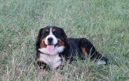 Bernese Mountain Dog dogs for sale: Kassy - Image 2