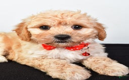 Cavachon dogs for sale: Donald - Image 3
