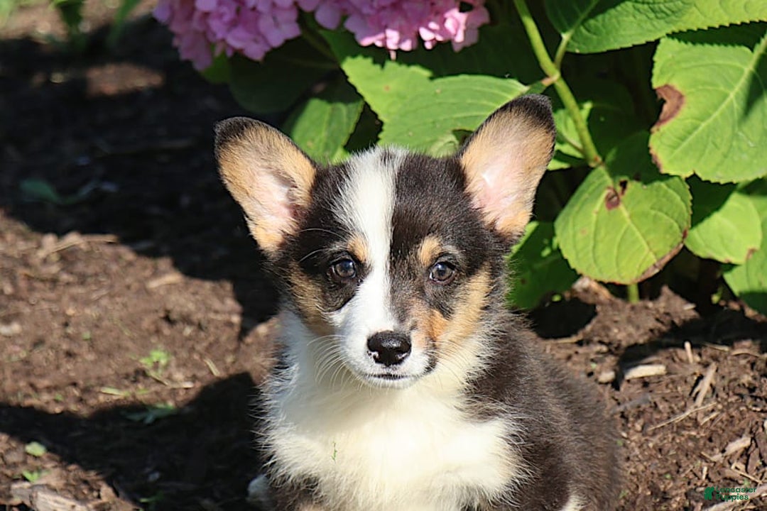 Welsh Corgi Pembroke dogs for sale: Conway - Image 5