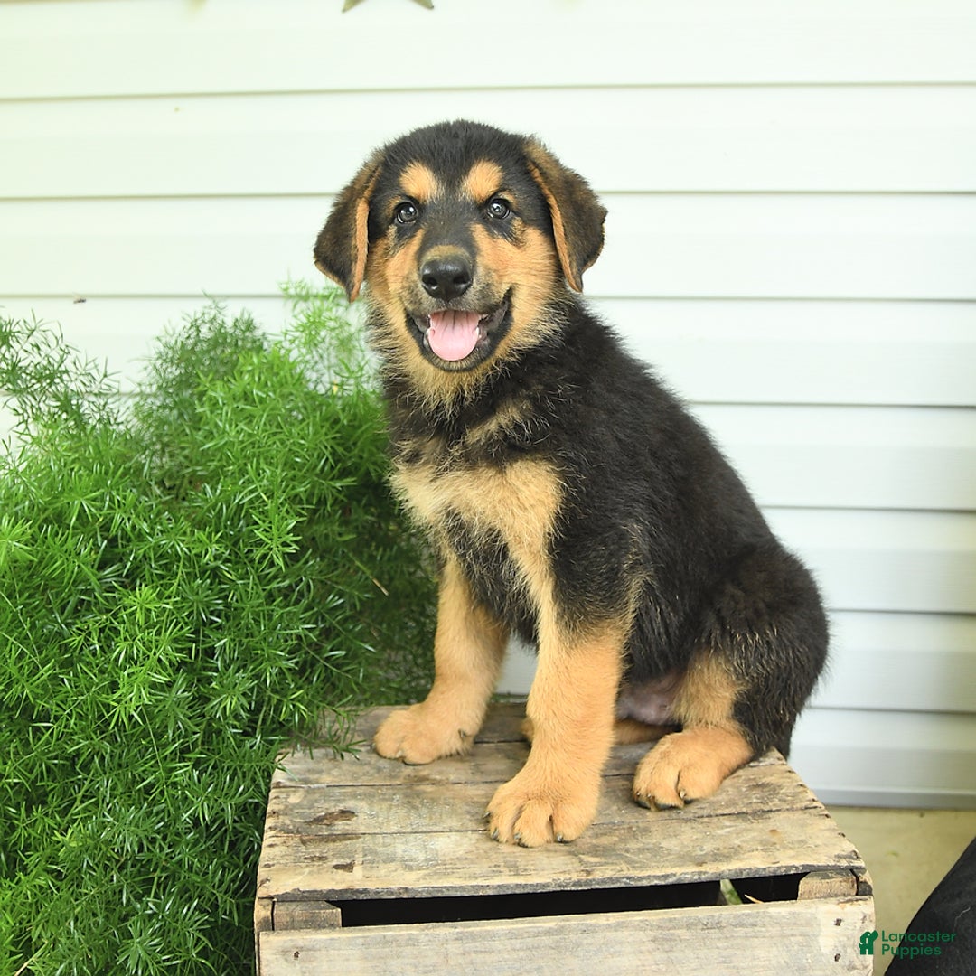 German Shepherd dogs for sale: Bear - Listing for pets: Bella, Bear, Brandy, Bobby, Beauty, Blitz, Buster, Bailey, Bonnie - Image 3