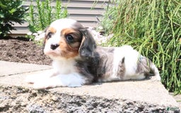 Cavalier King Charles Spaniel dogs for sale: Cavalier King Charles Spaniel 3 puppies - Image 4