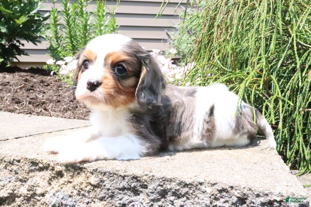 Cavalier King Charles Spaniel dogs for sale: Cavalier King Charles Spaniel 3 puppies - Image 4
