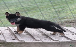 Gerberian Shepsky dogs for sale: Atticus - Image 7