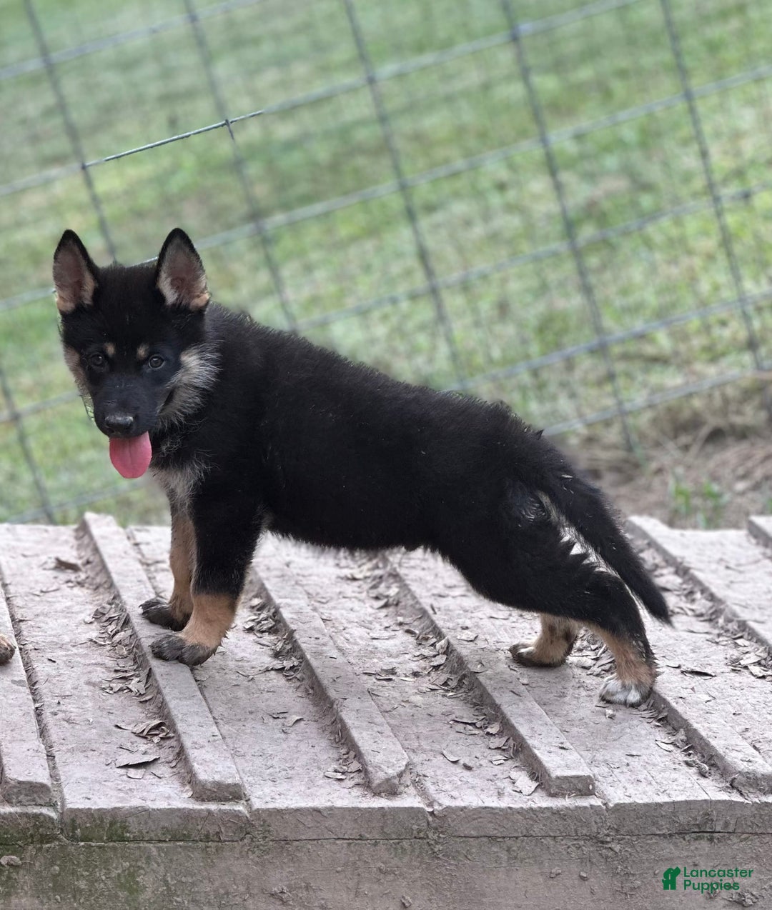 Gerberian Shepsky dogs for sale: Atticus - Image 7