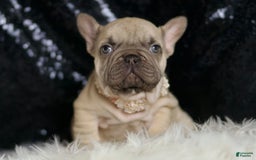 French Bulldog dogs for sale: Hazelnut - Image 9