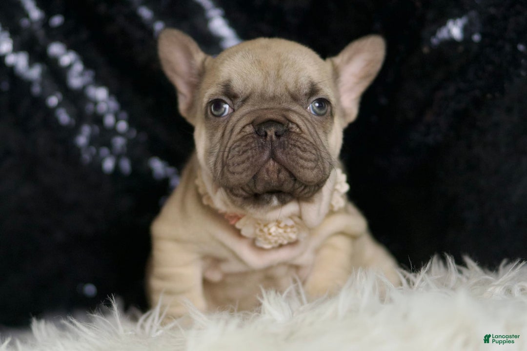French Bulldog dogs for sale: Hazelnut - Image 9