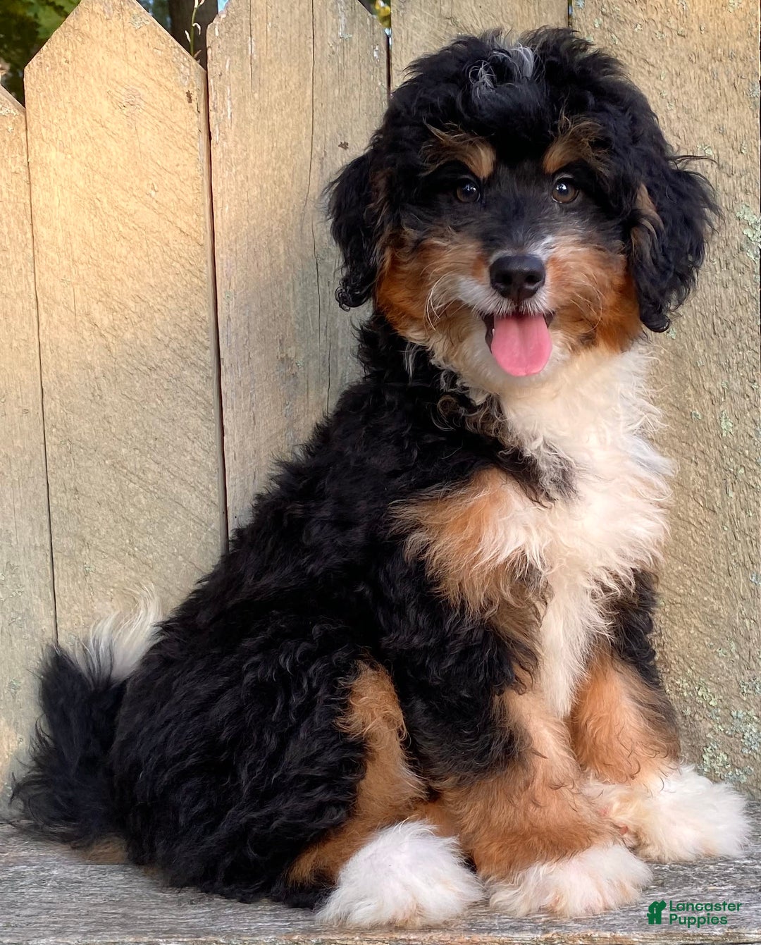 Mini Bernedoodle dogs for sale: 💜 In Boston Massachusetts 💜 Traditional Tri Color 💜 Mini Bernedoodle 💜 - Image 20