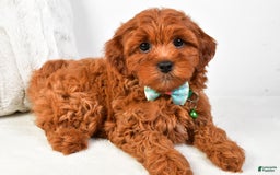 Cavapoo dogs for sale: Cavapoo 5 puppies - Image 3
