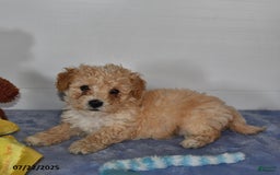 Bichpoo dogs for sale: Cowboy - Image 2